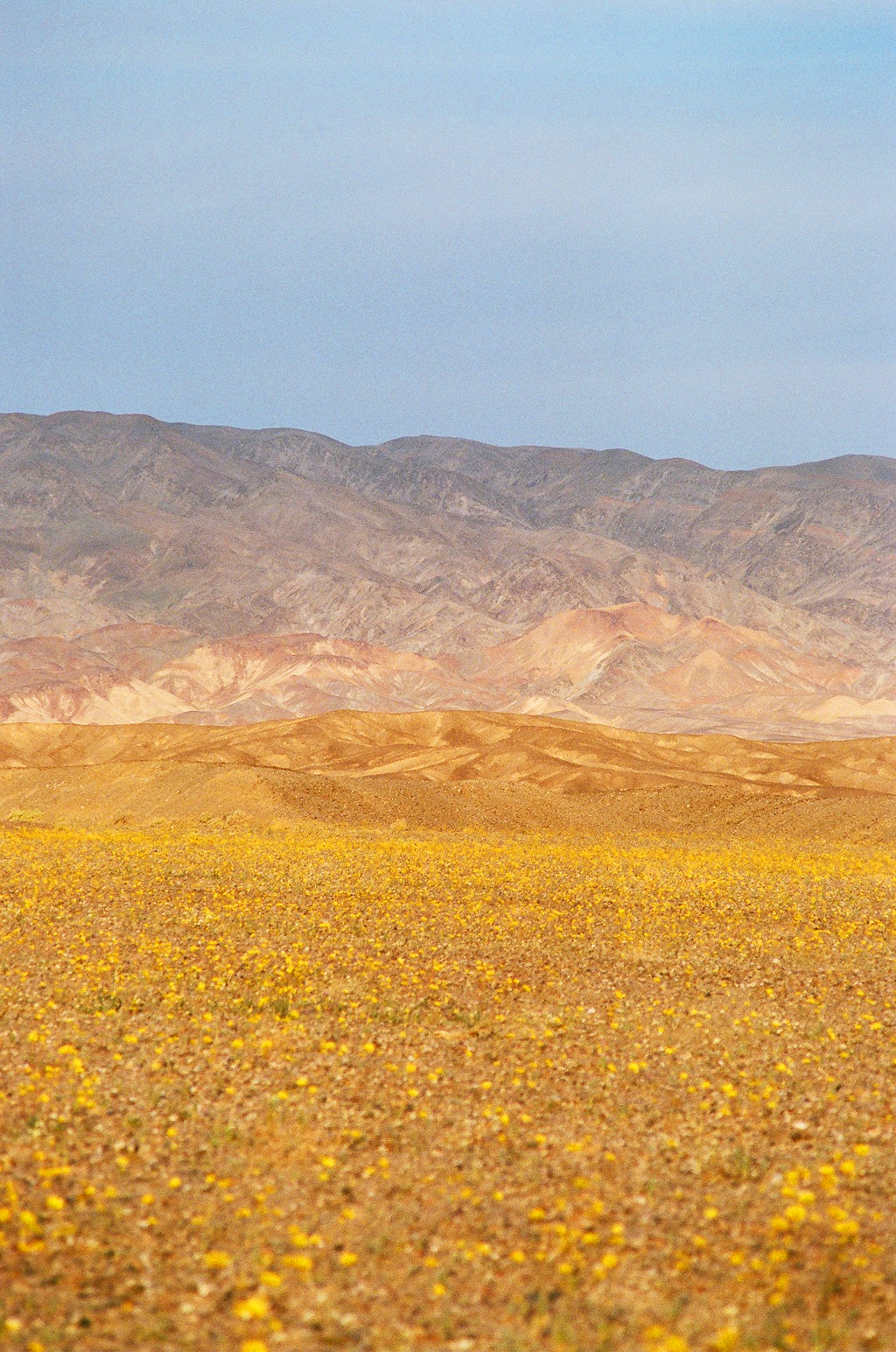 Death Valley Superbloom