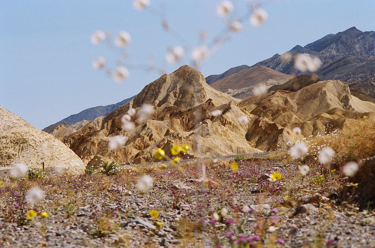 Death Valley Superbloom